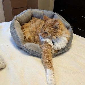 Meet your Posher, Priscilla